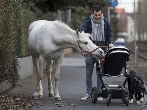 Arabian mare Jenny walks home from her daily tour in the surroundings of Frankfurt, Germany, March 8, 2019.
