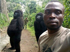 Mathieu Shamavu poses for a selfie with two gorillas, Ndakazi and Ndeze, in  Virunga National Park in eastern Congo. (Facebook photo)