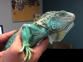 This photo provided by Painesville police shows an officer holding an iguana at the police station on Tuesday, April 16, 2019 in Painesville, Ohio.  Police say an unruly customer at a restaurant pulled the iguana from under his shirt, swung it around and threw it at the manager. Police say they apprehended the suspect a few blocks away in the city roughly 30 miles (48 kilometers) northeast of Cleveland. Authorities did not say what provoked the attack.  (Painesville Police Department via AP)