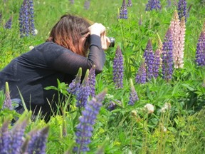 Wildflower photographer Lisa DuBois, of Winthrop, Massachusetts, gets close to lupines in field at Sugar Hill, N.H. during annual Lupine Celebration. (Ian Robertson)