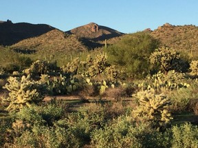 Desert land on a ranch near the Superstition Mountains is chock-a-block with different types of cacti and other plants that thrive in the hot dry climate.