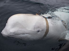 A beluga whale seen as it swims next to a fishing boat before Norwegian fishermen removed the tight harness, swimming off the northern Norwegian coast Friday, April 26, 2019.  The harness strap which features a mount for an action camera, says "Equipment St. Petersburg" which has prompted speculation that the animal may have escaped from a Russian military facility.
