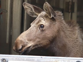 A moose being released back into the wild in the Sudbury area. (Postmedia file photo)