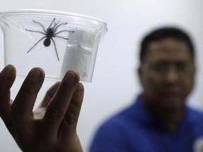 A staff of the Philippine Department of Environment and Natural Resources shows one of the 757 Tarantulas kept inside plastic containers at their office in metropolitan Manila, Philippines on Wednesday, April 3, 2019.