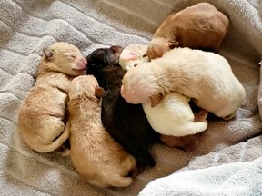 This photo from video released by Riverside County Animal Services on Tuesday, April 23, 2019, shows some of the puppies recovered after Deborah Sue Culwell allegedly dumped them into a trash bin behind an auto parts store in Coachella, Calif.