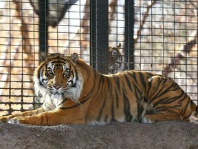 This November 2018 file photo shows Sanjiv, a Sumatran tiger at the Topeka Zoo in Topeka, Kansas.