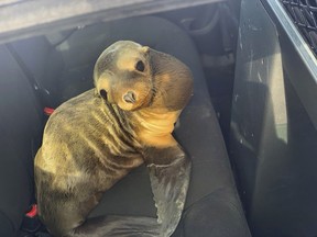 In this photo provided by the California Highway Patrol, a baby seal lion sits in the back of a patrol car after being rescued along Highway 101 in South San Francisco, Calif., Tuesday, April 30, 2019. (California Highway Patrol via AP)