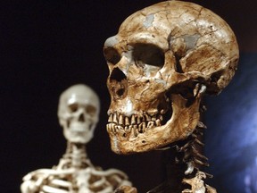 This Jan. 8, 2003 file photo shows a reconstructed Neanderthal skeleton, right, and a modern human version of a skeleton, left, on display at the Museum of Natural History in New York. (AP Photo/Frank Franklin II, File)