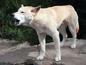 In this April 1998, file photo, an Australian wild dingo dog is pictured at an Australian Wildlife park.