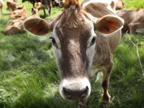 In this May 8, 2018, filephoto, a Jersey cow feeds in a field on the Francis Thicke organic dairy farm in Fairfield, Iowa. Let's clear the air about cow farts. In the climate-change debate, some policy makers seem to be bovine flatulence deniers. This became apparent in the fuss over the Green New Deal put forward by some liberal Democrats. More precisely, the fuss over an information sheet issued by the plan's advocates.