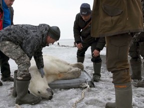 In this image made from video on Monday, April 22, 2019, rescue workers handle a polar bear that has been shot with a tranquilizer in the village of Tilichiki, Russia. (AP Photo)