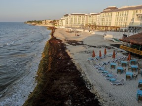 Sargassum seaweed covers the beach in Playa del Carmen, Mexico, Wednesday, May 8, 2019. (AP Photo/Victor Ruiz)