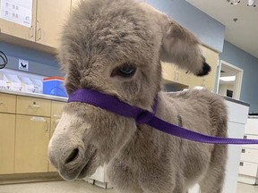 This May 1, 2019, photo released by the Riverside County Department of Animal Services shows a baby burro in Jurupa, Calif.