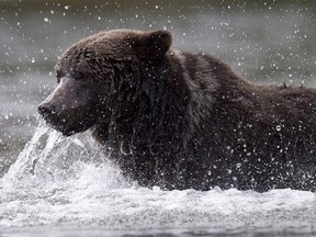 A grizzly bear fishes along a river in Tweedsmuir Provincial Park near Bella Coola, B.C. Friday, Sept 10, 2010. (THE CANADIAN PRESS/Jonathan Hayward)