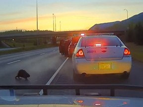 A beaver appeared on a dashcam video captured by Anchorage Police Department. (YouTube)