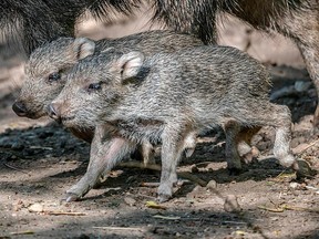 This picture taken on May 8, 2019, shows two newly born Chacoan peccaries in their enclosure at the Prague zoo, Czech Republic.