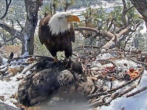 This Monday, May 20, 2019 file photo, of an image from a remote video camera provided by the Friends of Big Bear Valley, shows a bald eagle parent watching over its two chicks, in the Angeles National Forest near Big Bear, Calif. (Friends of Big Bear Valley via AP,File)