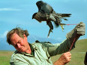 In this July 27, 1998, file photo, television personality Jim Fowler ducks to avoid being battered by a peregrine falcon on a tether at the National Bison Range near Missoula, Mont.