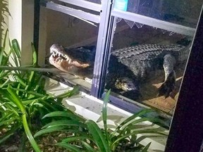 Authorities in Florida say an alligator busted through a kitchen window and broke several bottles of red wine in a home before it was captured.