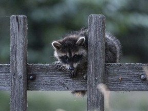 In this July 4, 2018 photo a raccoon sits on a fence in Prietzen, eastern Germany.