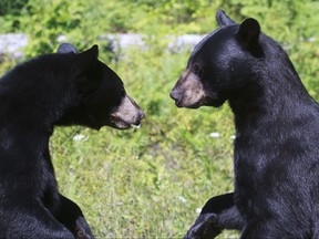 Two black bear males sparring in a meadow are pictured in this file photo. (Getty Images)