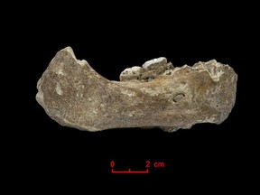 This undated photo made available by Dr. Dongju Zhang of Lanzhou University in April 2019 shows the right half of the Xiahe mandible, found in 1980 in the Baishiya Karst Cave in the Gansu province of China.