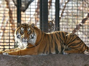 This Nov. 2018, file photo shows Sanjiv, a Sumatran tiger at the Topeka Zoo in Topeka, Kan. A state report released Friday, May 10, 2019, by the Kansas Department of Labor says that safety doors in a Sumatran tiger's enclosure at a Kansas zoo were left unlocked before the animal attacked and injured veteran zookeeper Kristyn Hayden-Ortega. The Kansas Department of Labor agreed with the Topeka Zoo's assessment that no equipment failure or other problem with the enclosure led to the April 20 attack. Hayden-Ortega was hospitalized after suffering puncture wounds and lacerations to her head, neck and back.