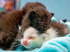 This May, 2019 photo from the San Diego Humane Society shows two five kittens that had that stowed away on a trip to San Diego being cared for at the organization's San Diego office.