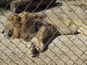 In this Sept. 30, 2017 photo made available by Erik Sommer, the lion Matthai relaxes inside his enclosure at the Conservators Center in Burlington, NC. (Erik Sommers via AP)