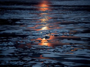 In this July 23, 2017, file photo the midnight sun shines across sea ice along the Northwest Passage in the Canadian Arctic Archipelago.