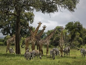 In this March 20, 2018, file photo, giraffes and zebras congregate under the shade of a tree in the afternoon in Mikumi National Park, Tanzania.