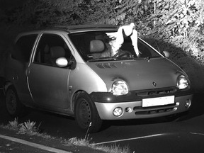 This Tuesday, May 21, 2019 speed camera picture provided by the Police in Viersen, Germany, shows a pigeon in front of the windscreen of a car.  (Kreispolizeibehoerde Viersen via AP)