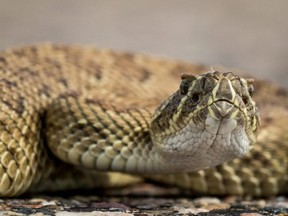 A rattlesnake warms up in the sun on a road near Buffalo, Alta., on May 23, 2017.