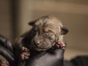 In this April 15, 2019 photo provided by the Lincoln Park Zoo, a zoo employee holds one of four red wolf pups born at the Chicago, Ill., zoo on April 13. Curator Dan Boehm says the arrival of the pups come at a time when scientists estimate there are fewer than 30 red wolves left in their native habitat of North Carolina. The wolves, named for their red-tinged fur, have over the years been driven to the brink of extinction by hunting and the zoo is taking part with other zoos in a Red Wolf Species Survival plan to increase the red wolf population. They are the first new litter or red wolf pups at the zoo in nearly a decade.
