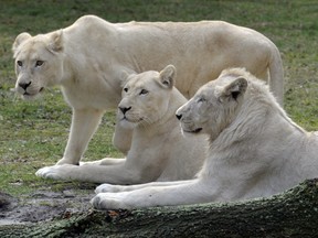 In this file photo taken on March 30, 2010, white lions Snoary, right, and Kotenay, centre, lie next to Brooks for the first time in their "drive through" enclosure at the Serengeti animal park in Hodenhagen, northern Germany. The three white lions arrived at the zoo mid January 2010 from South Africa. (STEFAN SIMONSEN/AFP/Getty Images)