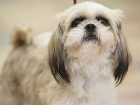 A female shih tzu mix, like the one pictured here, was recently euthanized and cremated according to the wishes of an owner who passed away in Virginia.