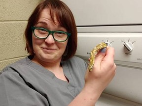 Chicago Exotics Animal Hospital shared photos of a snake that was found in Chicago homeowner's washing machine. (Chicago Exotics Animal Hospital/Facebook)