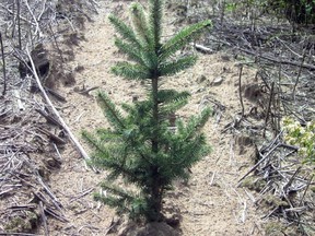 The Ontario government has cancelled the 50 Million Tree Program.