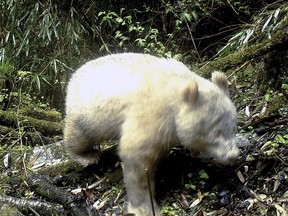 In this April 20, 2019, photo released by Wolong National Nature Reserve, an all white giant panda is captured by an infra-red triggered remote camera at the Wolong Nature Reserve in China's Sichuan province. (Wolong National Nature Reserve via AP)