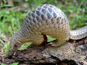 A baby Sunda pangolin nicknamed 'Sandshrew' feeds on termites in the woods at Singapore Zoo on June 30, 2017. (AFP/Getty Images)
