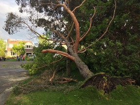 A tree on Burnt Ember Crescent in Orléans following a tornado that hit the area on Sunday, June 2, 2019. Elizabeth Payne/Postmedia.