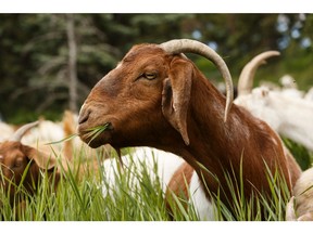 A goat with Baah?d Plant Management browses in Rundle Park in Edmonton, on Wednesday, June 12, 2019. The goats, part of a three year pilot project, are trained in targeted browsing to eat noxious weeks among other plants. Photo by Ian Kucerak/Postmedia
