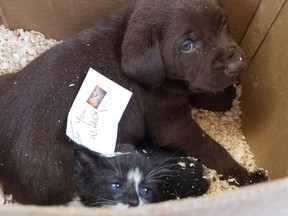 A puppy and kitten found in a box that was attempted to be shipped via Canada Post are shown in this recent handout photo.