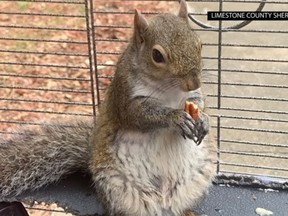 A caged squirrel that was allegedly fed meth was rescued in a drug bust in Alabama on Monday. (Limestone County Sheriff's Office)