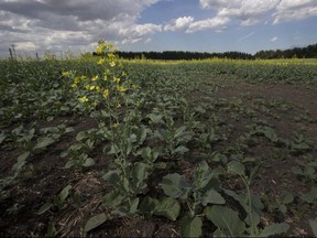 EDMONTON, ALBERTA ; JULY 15, 2015--Crops surrounding the Edmonton area are in poor condition due to the lack of rain, taken on July 15, 2015, in Edmonton.