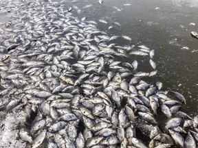 Mass death of fish floating on lake