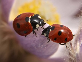 A pair of ladybugs on a crocus blossom in Calgary, Alberta, on April 15, 2012. (Postmedia file photo)