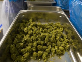 Marijuana is graded and sorted at Weed MD near Strathroy, Ont., on June 5, 2019.