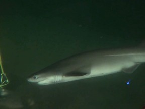 A marine biologist and veterinarian says a rare encounter with several juvenile bluntnose sixgill sharks in waters just off Vancouver implies the population may be larger than previously thought. A juvenile sixgill shark swims in waters one kilometre off the coast of West Vancouver and 100 metres below the surface. (September 2017 handout video clip/CANADIAN PRESS.)