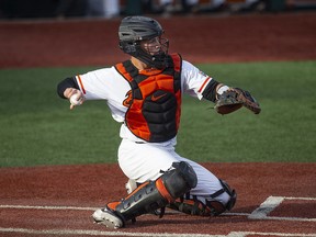 In this April 26, 2019, file photo, Adley Rutschman catches for Oregon State during an NCAA game against Washington State in Corvallis, Ore. (AP Photo/Chris Pietsch, File)
